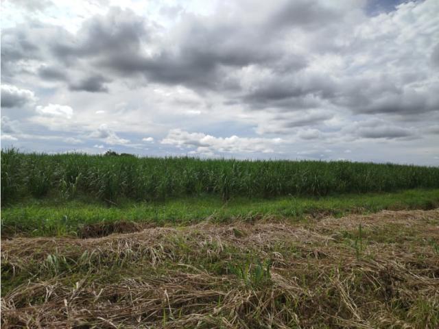 Terreno en venta en Portuguesa