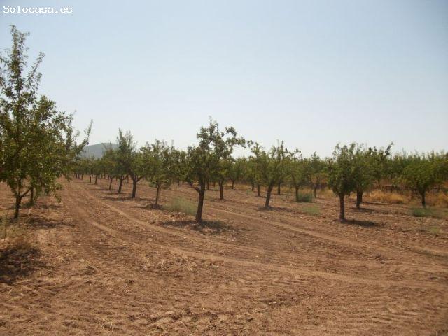 Local Comercial en venta en Casetes de Joan Blanco, el Vinalopó Mitjà / El Vinalopó Medio