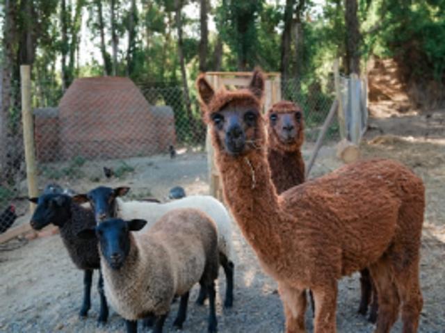 Parcela de Agrado en Venta en Cauquenes
