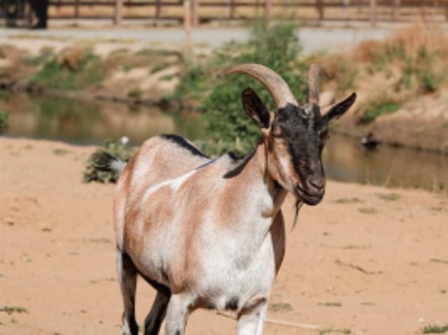 Parcela de Agrado en Venta en Cauquenes