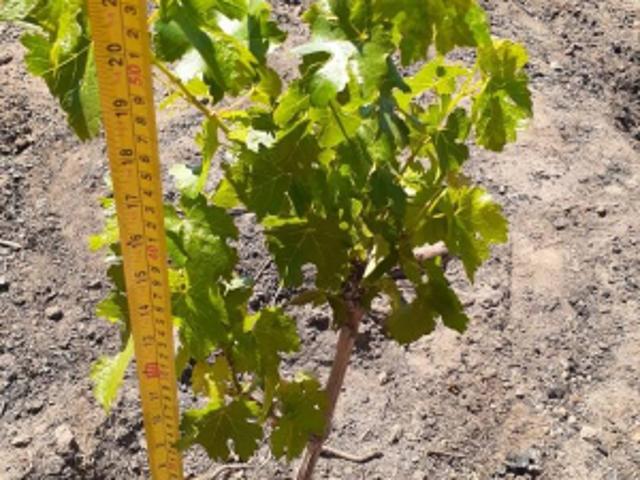 Parcela de Agrado en Venta en San Javier