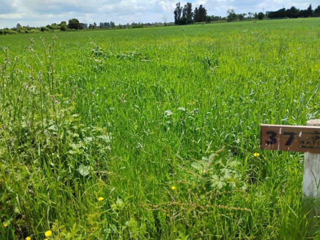 Parcela de Agrado en Venta en Ñiquén