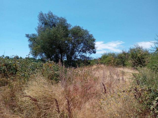 Parcela de Agrado en Venta en Ñiquén