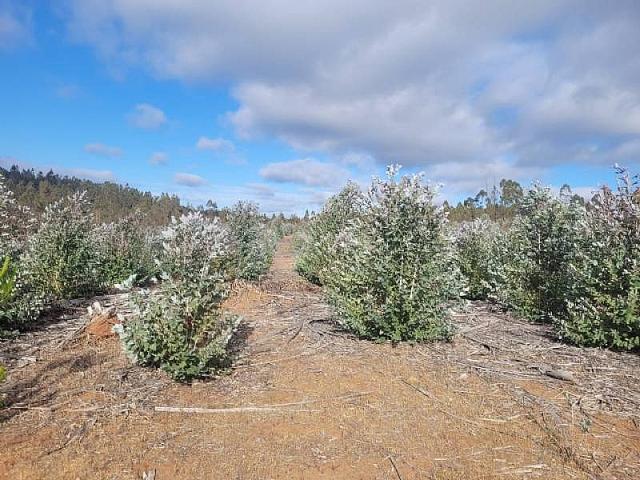 PARCELA EL PERAL A 25 MIN DE PLAYA. CARDENAL CARO, PAREDONES