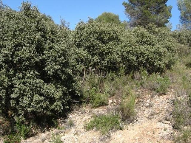 Terreno en venta en Albalate De Zorita