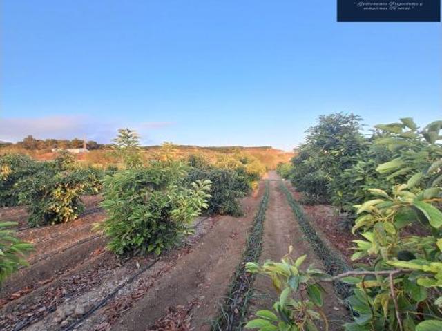 Local Comercial en venta en Los Llanos, La Axarquía