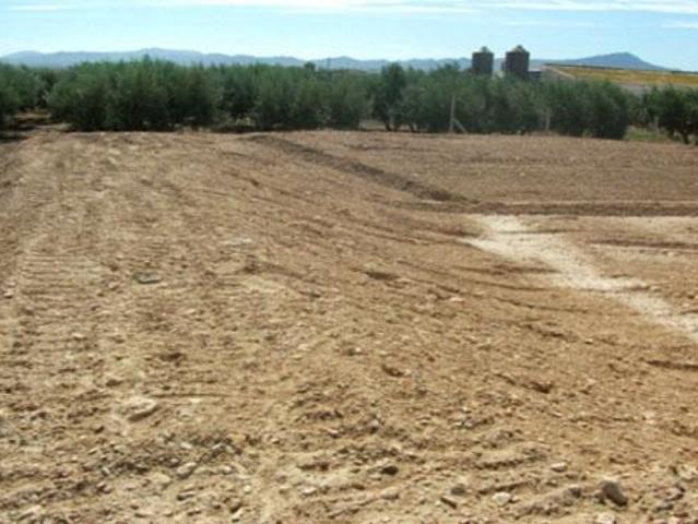 Terreno en alquiler en Fuente Álamo De Murcia, Los Paganes