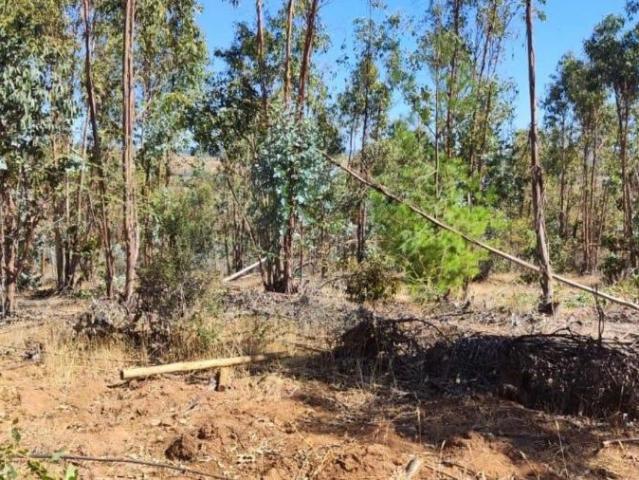 Parcela en Cauquenes