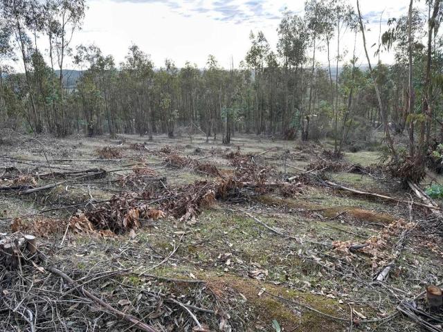 Parcela en Cauquenes