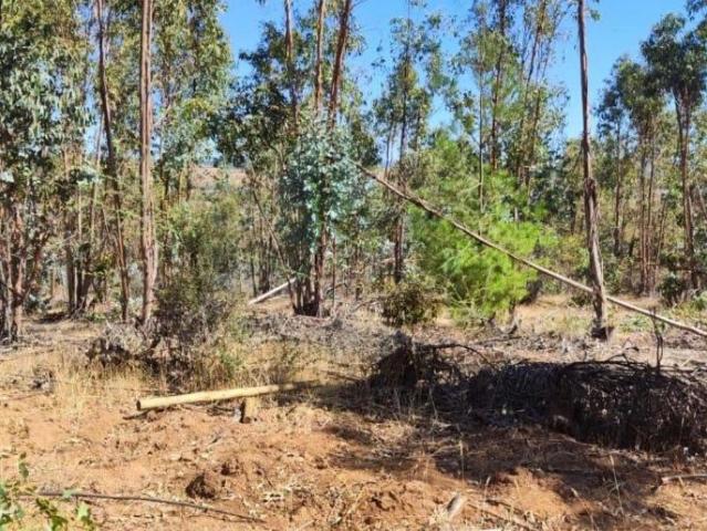 Parcela en Cauquenes