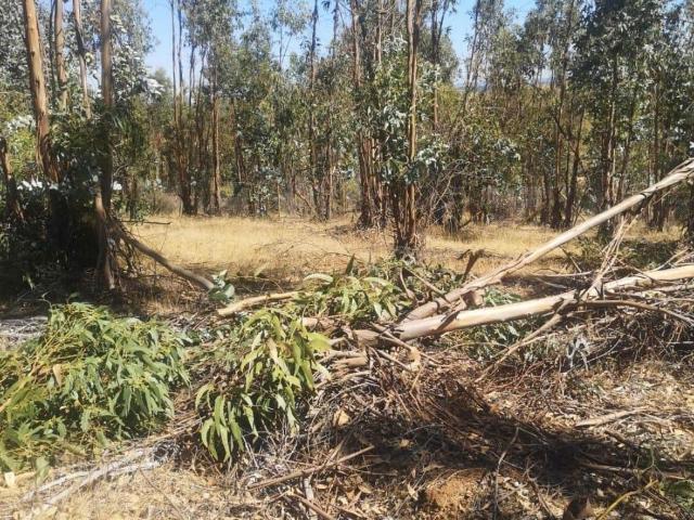 Parcela en Cauquenes