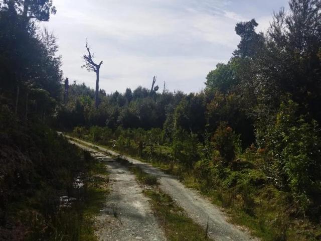 Parcela en Chonchi