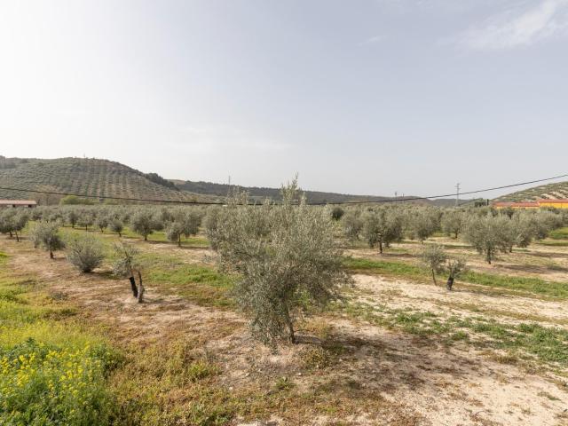 Terreno en venta en Deifontes