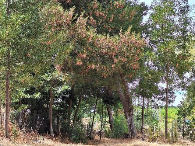 Parcela en Los Ángeles