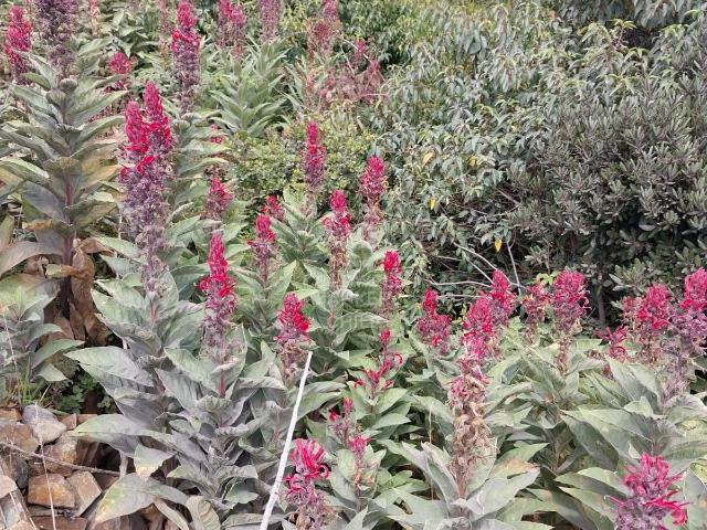 Parcela en Los Muermos