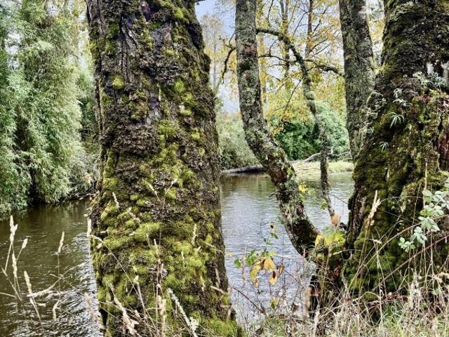 Parcela en Los Muermos
