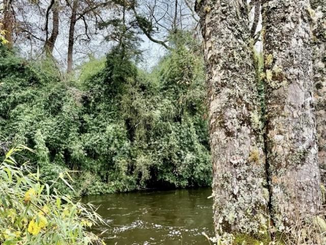 Parcela en Los Muermos