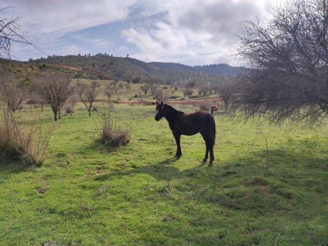 Parcela en Maule
