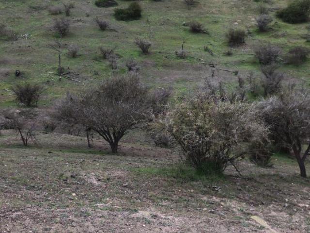 Parcela en Melipilla