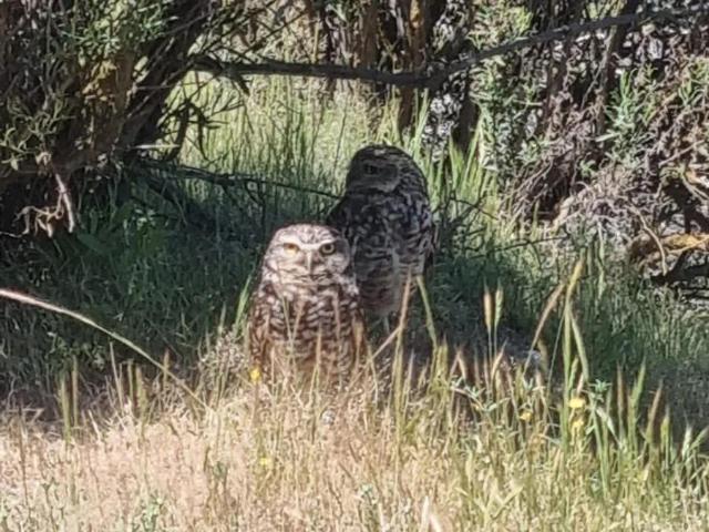 Parcela en Melipilla