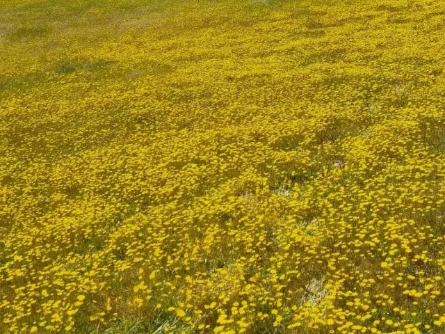 Parcela en Melipilla