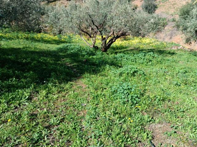 Terreno en venta en Moclinejo