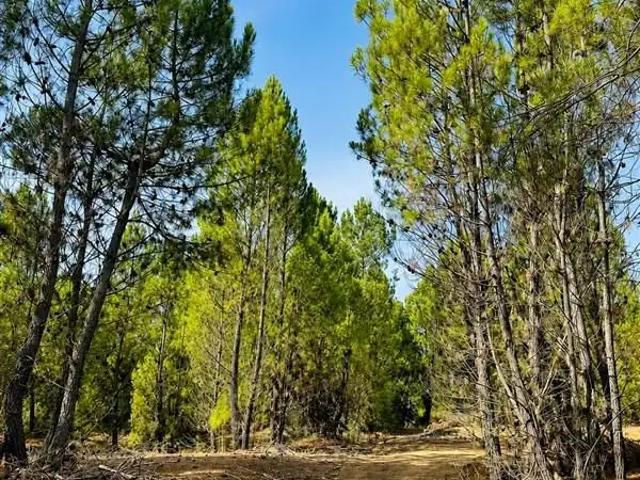 Terreno en venta en Parral, Maule