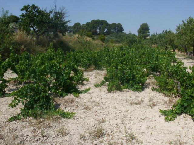 Terreno en venta en la Vall d'Albaida, Valencia