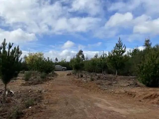 Parcela en Pelluhue