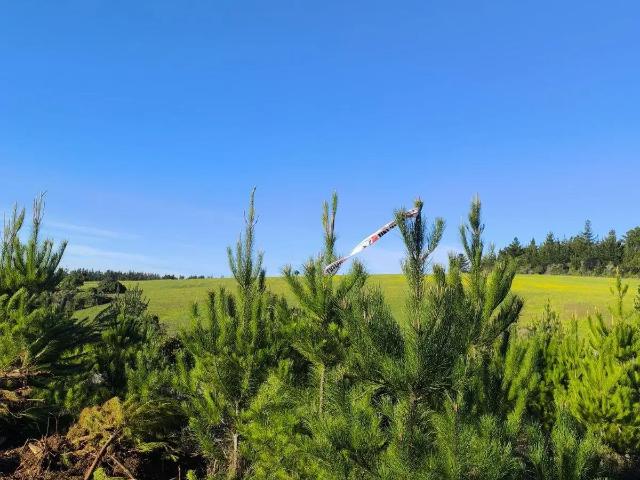 Parcela en Pichilemu