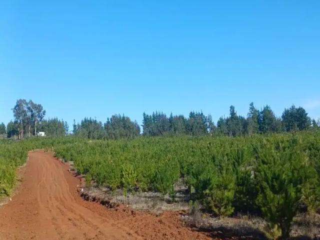 Parcela en Pichilemu