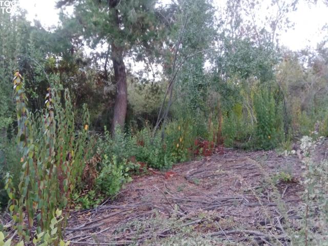 Terreno en venta en San Clemente, Maule
