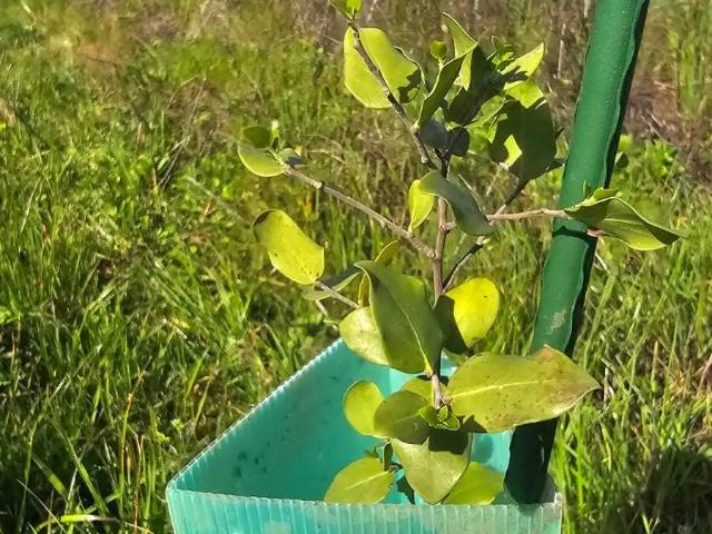 Terreno en venta en Pangue Abajo, San Rafael