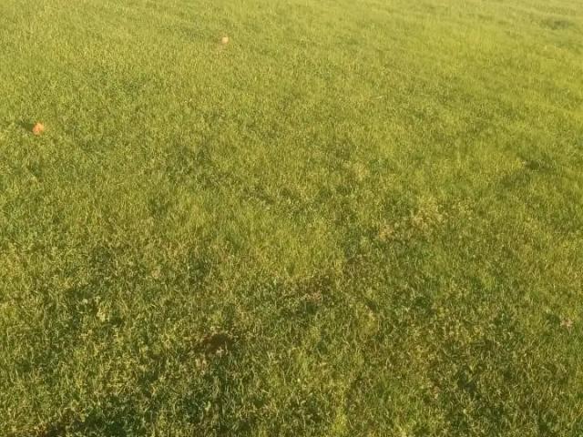 Terreno en venta en Población Patria Nueva, San Rafael