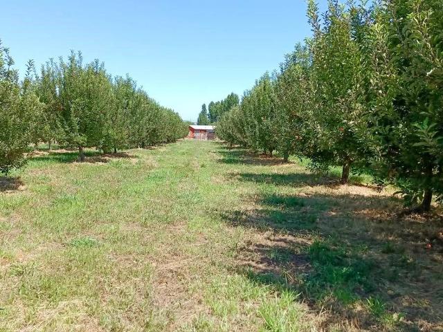 Terreno en venta en Santa Cruz, Libertador General Bernardo O'higgins