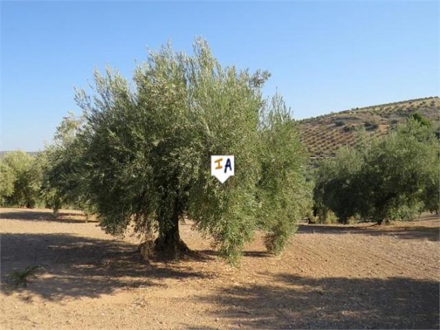 Terreno en venta en Alcaudete