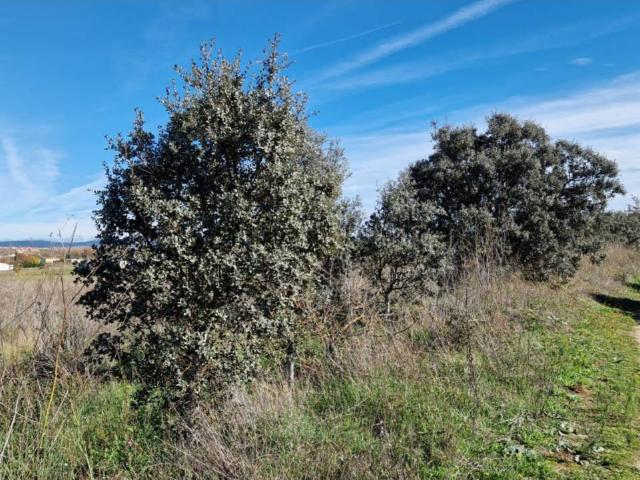 Terreno en venta en Ciudad Rodrigo, Castilla y León