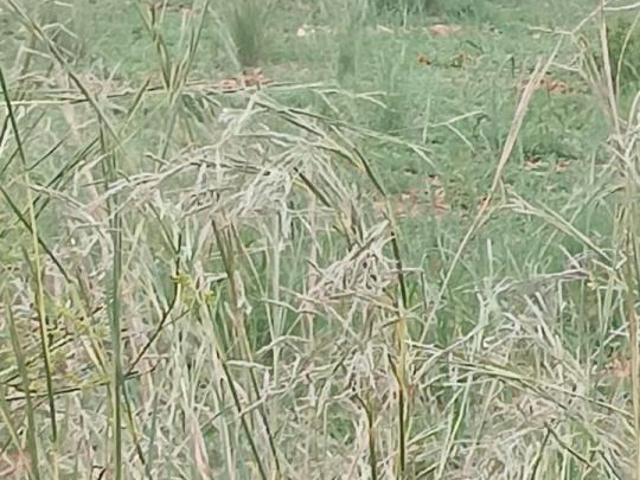 Terreno en venta en Dénia, Valencia