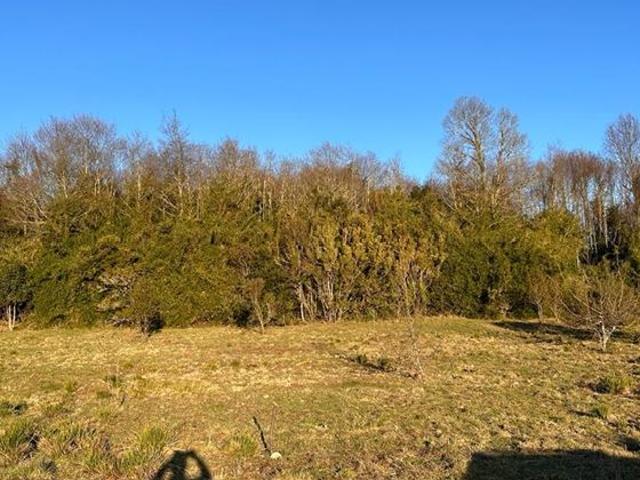 Parcela en Venta en EL MONJE PANGUIPULLI