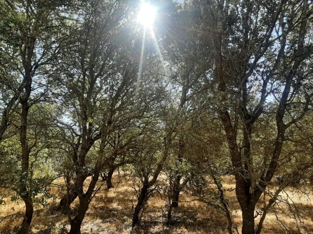 Terreno en venta en Torreorgaz, Extremadura