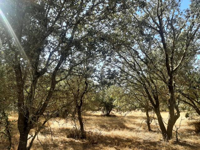 Terreno en venta en Torreorgaz, Extremadura