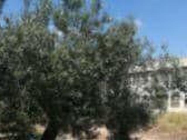 Terreno en venta en la Ribera Alta, Valencia
