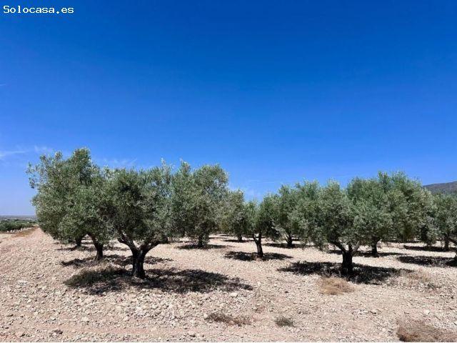 Local Comercial en venta en les Canyades de Don Ciro, el Vinalopó Mitjà / El Vinalopó Medio