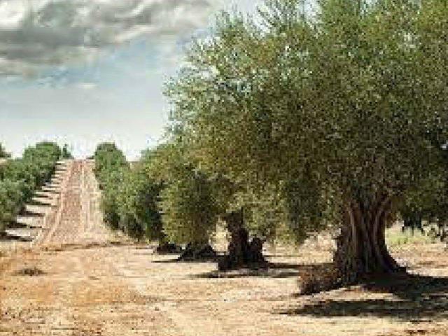 Terreno en venta en el Baix Maestrat, Valencia