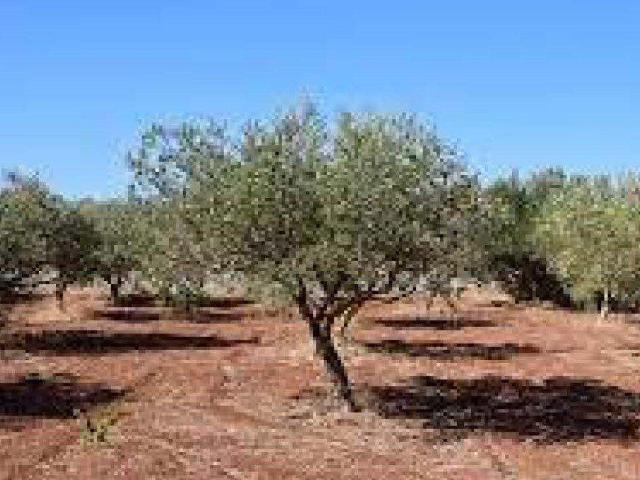 Terreno en venta en el Baix Maestrat, Valencia