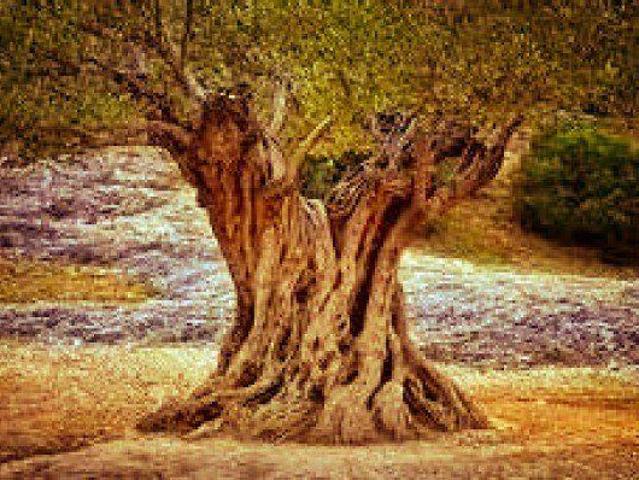 Terreno en venta en el Baix Maestrat, Valencia