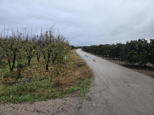 Terreno en venta en la Ribera Alta, Valencia