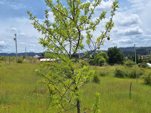 Terreno en venta en Yumbel, Biobío