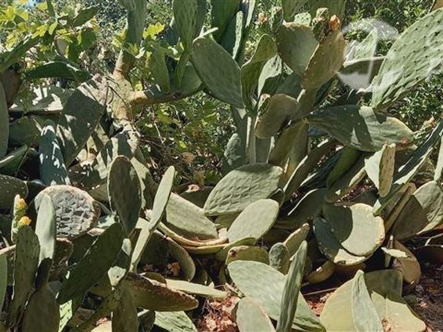 Terreno en venta en Biobío