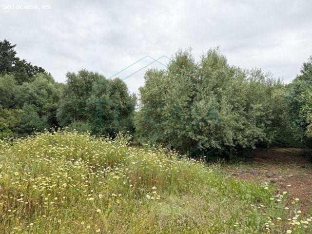 Local Comercial en venta en Rozas De Puerto Real, Barriada Meadero de la Reina